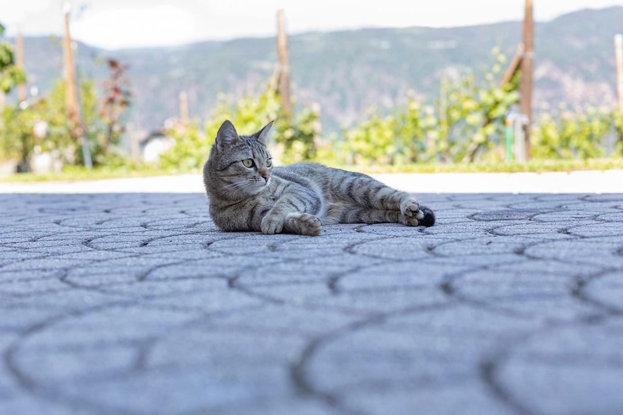 Apartmán Egarter Appiano Sulla Strada Del Vino Exteriér fotografie